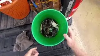 Spring Crabbing at Bayou Lacombe