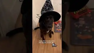 Halloween Anti-Fatigue Mat | Pet-Friendly, Non-Slip & Easy to Clean