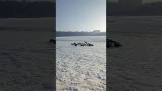 Winter lake and pigeons #nature1 #park #birds
