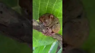 Tarsier in Bohol.. #staycation2023 #boholtour #travel2023