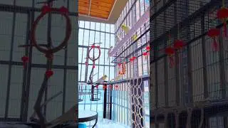 This owner turned the balcony into a paradise for parrots. #parrots #birds #cockatiel #pets