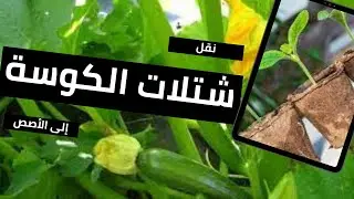 زراعة الكوسة | نقل شتلات الكوسة من الصوانى إلى الأصص