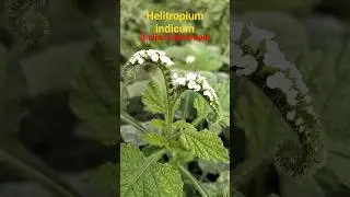 Helitropium indicum||Indian Helitrope #rpmtheexplorer #rpm #explorer #naturalbeauty #natural#beauty