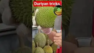 duriyan cutting tricks #fruit #duriyan #cutting durian #livinwithnature