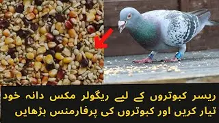 ریسر کبوتروں کے لیے ریگولر مکس دانہ خود تیار کریں اور اپنے کبوتروں کی پرفارمنس بڑھایں