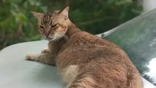 Кошки и котята &mdash; 737, 731, 724, 633, 559, 476, 375, 358, 310, 234, 119, 81, 141 и 75-дневный