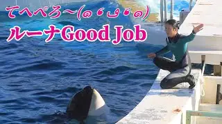サイン無視するお茶目なシャチ「ルーナ」可愛すぎ♥ 鴨川シーワールド シャチショー KamogawaSeaWorld  orca killerwhale