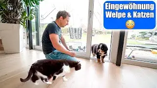 Welpe trifft 1. Mal auf Katzen 😳 F&uuml;ttern & schlafen! Hund & Katze Eingew&ouml;hnung! Mamiseelen