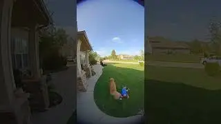 Hero Labrador Saves Little Boy from Eagle Attack 😱🐕🦅 | Caught on Camera #shorts