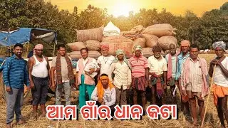 ଆମ ଗାଁର ଧାନ କଟା | 4 Minute Real Chasi Video | Odisha
