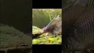 interesting breeding strategy