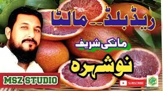 red blood orange in Pakistan | red blood orange farming in Pakistan | red blood orange | msz studio
