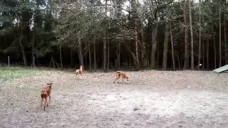 Azawakh playing