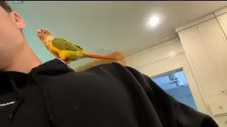 BIRD ATTACK! *RAW FOOTAGE* | September 17, 2025