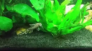 Synodontis Petricola Has A Graceful, Serpentine Movement