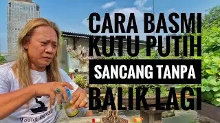 VIDEO 70 || CARA MENGATASI KUTU PUTIH PADA SANCANG / WAHONG SAMPAI GAK BALIK LAGI