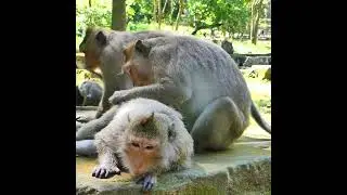 Good Or Bad Behind Monkey Ellen Looking Care Little Monkey Evelyn