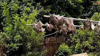 VN Daily - Amazing. Smart Boy trap sparrow with homemade glue. Trapping sparrows easily in Vietnam