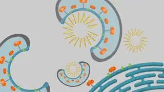 How Do Viruses Infect Our Cells?