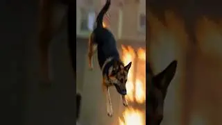German Shepherd's Desperate Jump Saved by Brave Firefighter #herodog #rescue #dog 🚨🔥🚒🐶💥