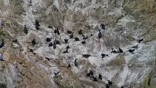 Brandt's Cormorant (Phalacrocorax penicillatus) Video 2021-04-15 (1a)
