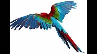 *NEW* Top 11 Most Popular  pet Birds🦜 |BEST PARROTS |UNIQUE PARROT AROUND THE WORLD 2023 |DG PLAYER