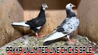 Pakka unlimited line chicks sale | 6374370483 | gaurenty chicks sale | #pigeonsale #pigeon 