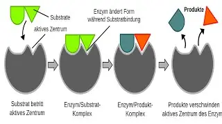 A Biochemical Pathway.