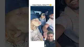 this song doggy dance #memes #dog #youtube #pets #bohemia #shortsvideo #funny