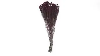 Vickerman 16-22