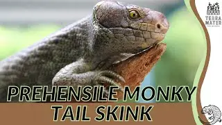 World of PREHENSILE MONKEY TAIL SKINK: Care, Habitat, and More! (Corucia zebrata)