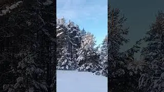 sunny winter day #pianomusic #nature #beautiful #relaxing #winter #sunny #forest #snow