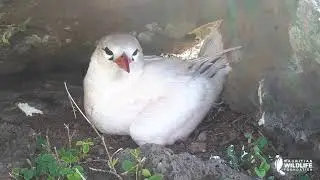 Saving Threatened Seabirds in Ile Aux Aigrettes, Mauritius