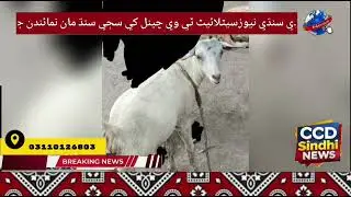 CCD Sindhi News Chief Executive Zahid  Hussain Qazi 