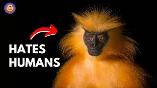 Почему золотистые лангуры избегают людей