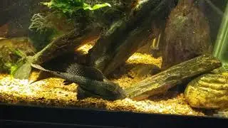 Feeding My New World Tank With A Look At Water Sprite At The End