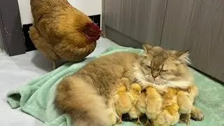 母鸡逐渐接受了小猫更适合带娃的事实
