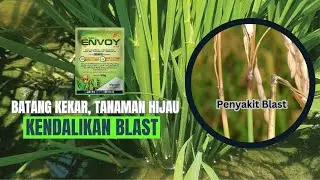 Pakai Envoy 80 WP terbukti Batang Kekar,Tanaman Hijau & Bebas Blast