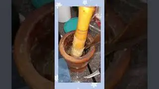 Patimongo