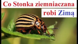 Co Stonka ziemniaczana robi Zimą