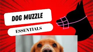 All You Need to Know Before Putting a Muzzle on Your Dog🦮