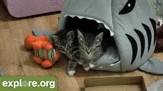 A Visit to Kitten Rescue