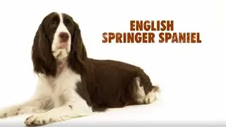 The Dog 101: English Bulldog/Collie/Wire Fox Terrier/Cavalier King Charles Spaniel (8.5/10.0 imdb)