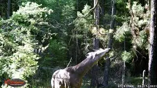 Big BC Buck Licking Branch