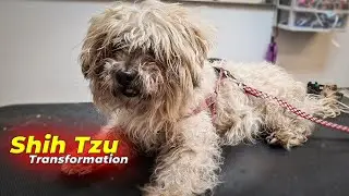 Dog Welfare GROOMING Transformation #6