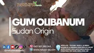 GUM OLIBANUM Sudan Origin