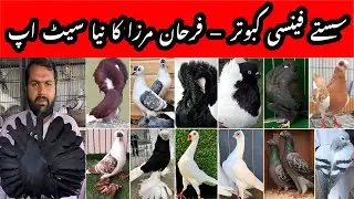 Farhan Mirza Fancy Pigeon Collection Update | Low Price Deals