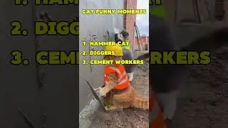 cat construction funny videos😂#ViralContent #TrendingNow #MustWatch #YouTubeTrends #ViralVideos