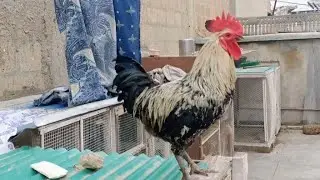 Chicken Rooster Crowing Sounds | Morning Call 🐓🐔 #birds 