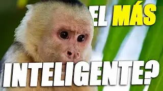 El mono MÁS INTELIGENTE de América | ¿Qué es un mono capuchino?  (Cebus capucinus)